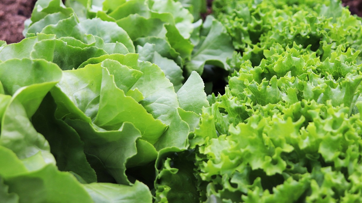 lechuga tratamientos poscosecha vida util.jpg